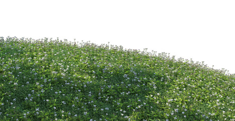 Meadows in coniferous forests on a transparent background.