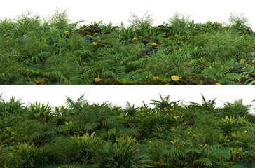 Waterfront plants on a transparent background