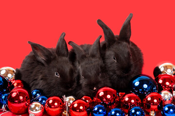 Three black rabbits sit among red, blue and white Christmas toy balls isolated on white background. Hare is the symbol for 2023 by the eastern calendar. New Year holiday gift. Colors of country flag