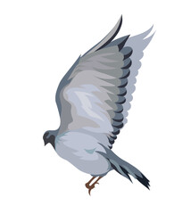 A large gray-black dove flies with its wings spread on a white background. Isolated vector illustration, eps 10.