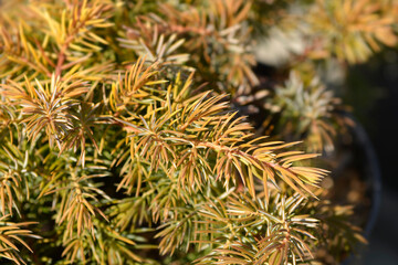 Shore Juniper All Gold