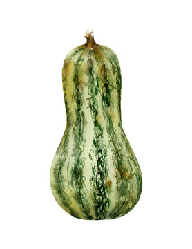 Watercolor green striped cushaw squash pumpkin illustration isolated on white background. Winter squash. Japanese pie pumpkin. Hand-drawn autumn fall vegetable, fruit for recipes, cards, decoration