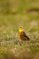 Yellowhammer