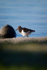 Eurasian Oystercatcher