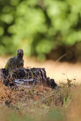 Green Woodpecker