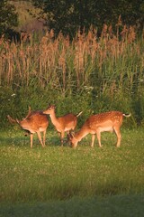 Deers