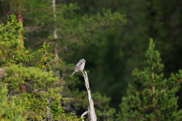 Northern Hawk Owl