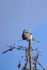Northern Hawk Owl