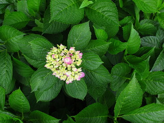 色づき始めた若葉の中の額紫陽花