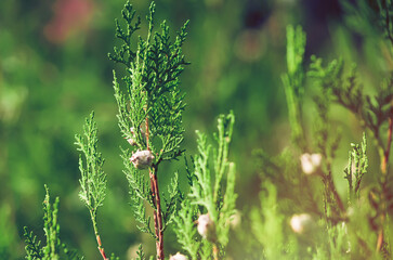 Thuja branches. Photo of nature. Closeup of thuja branches