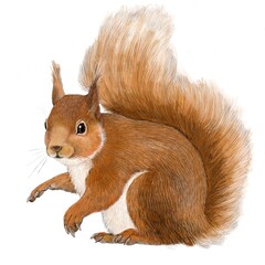 Red Squirrel © Colin Rowe