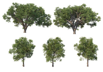 Tree on a transparent background  © jomphon