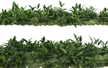 Shrubs and plants on a transparent background