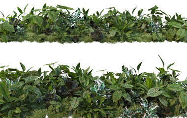 Shrubs and plants on a transparent background