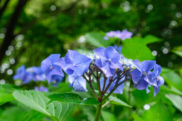 ガクアジサイの水滴