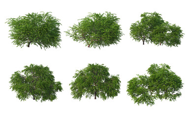 Shrubs and plants on a transparent background