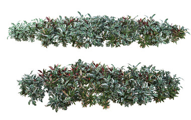 Shrubs and plants on a transparent background