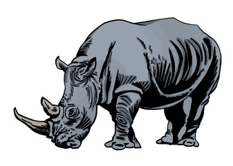 Vector color  illustration of rhino isolated on white background, grey rhinoceros 
