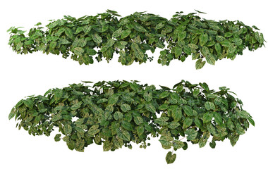 Fototapeta premium Shrubs and plants on a transparent background