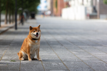 Shiba Inu smiling. Red dog sits on the street. Happy pet in the city. 