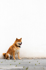 Shiba Inu smiling. Red dog sits on the street. Happy pet in the city. 