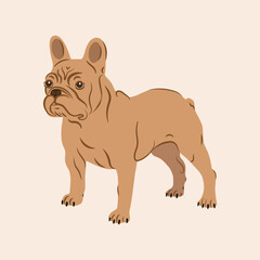 illustration of a french bulldog