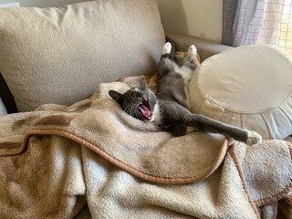 Grey white cat lying on a blanket 7