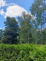 Fototapeta premium A natural landscape of dense summer greenery against the background of tall birches whose tops reach the clouds in the blue sky.