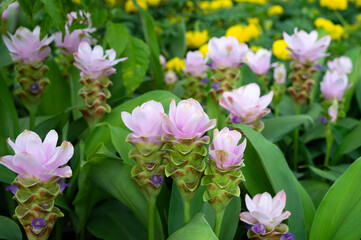 Fototapeta na wymiar Curcuma Alismatifolia Gagnap is a tropical plant native to Laos, northern Thailand, and Cambodia,one of the most famous wild fields of Siam tulips is in Pa Hin Ngam National Park in Thailand.