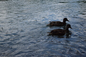 two ducks on the river