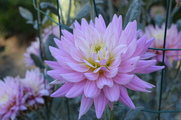 Dalia flower