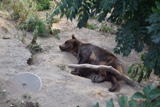 Oso Berna / Bernas bear