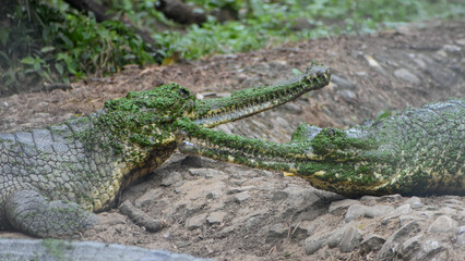 Nile crocodile (Crocodylus niloticus) taking rest on the ground