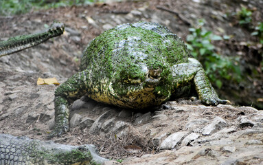 Nile crocodile (Crocodylus niloticus) taking rest on the ground