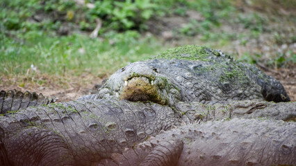 Nile crocodile (Crocodylus niloticus) taking rest on the ground