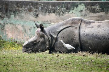 Hippopotamuses (Hippopotamus amphibius) taking rest outside the water in Kolkata zoo