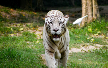 Close up image of Endangered Beautiful White Bengal Tiger (Panthera tigris tigris) in Captivity,  at Zoo.