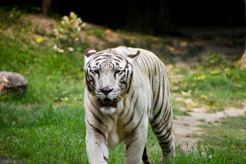Fototapeta na wymiar Close up image of Endangered Beautiful White Bengal Tiger (Panthera tigris tigris) in Captivity, at Zoo.