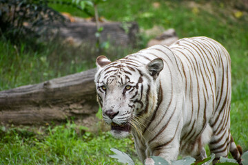 Fototapeta premium Close up image of Endangered Beautiful White Bengal Tiger (Panthera tigris tigris) in Captivity, at Zoo.