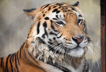 Portrait of a Royal Bengal Tiger in Kolkata Zoological Garden, Alipore Zoo.