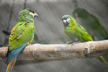 Chestnut-fronted macaw (Ara severus) parrot  inside the cage at Kolkata zoo. © Sudhakar