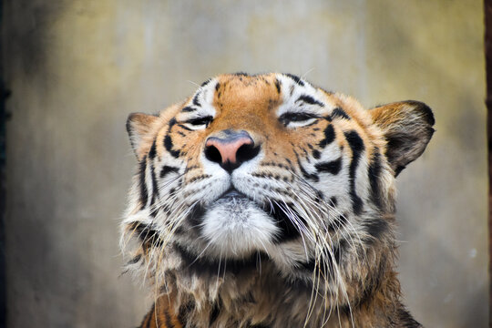 Portrait of a Royal Bengal Tiger in Kolkata Zoological Garden, Alipore Zoo.