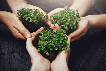 Naklejka na ściany i meble Plants and soil in the hands of a group of people for green business, growth and sustainability from above. Budding and growing from the earth or dirt, a symbol of recycling, care and conservation