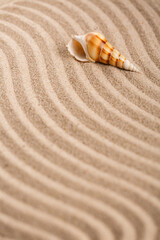 Yellow sand beach. Beautiful seashell on beach. Banner template with place for text. Top view.