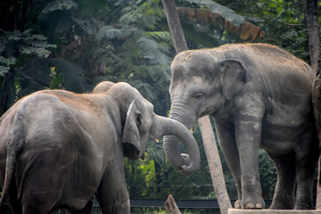 Closeup of  cute elephants couple holding each other with the trunks at Zoological Garden, Alipore Zoo