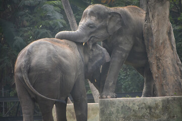 Closeup of  cute elephants couple holding each other with the trunks at Zoological Garden, Alipore...