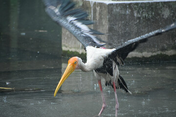 Painted stork (Mycteria leucocephala) birds in the Kolkata Zoological Garden, Alipore Zoo.
