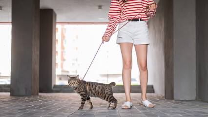 Caucasian woman walking with a cat on a leash outdoors in summer. 
