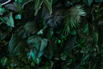 Full Frame of Green Leaves Pattern Background, Nature Lush Foliage Leaf Texture, tropical leaf