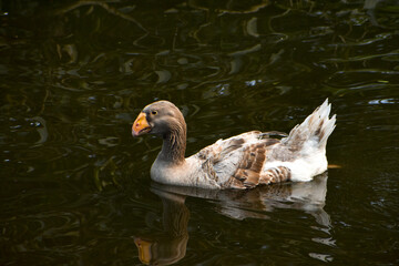 American Buff Goose swimming in a pond in Kolkata Zoological Garden, Alipore Zoo